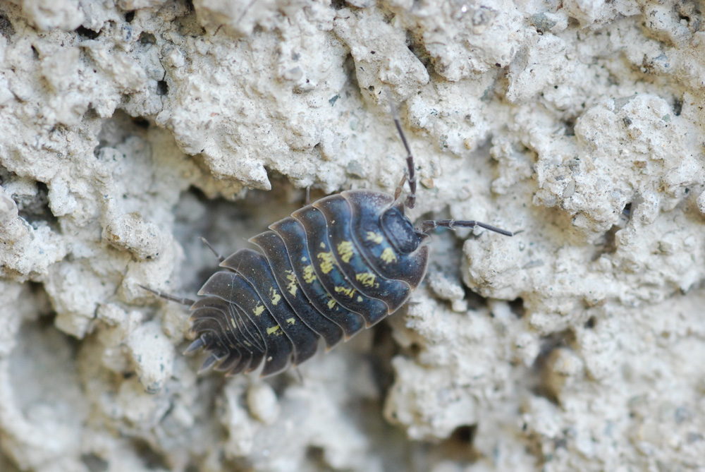 Armadillidium sp,